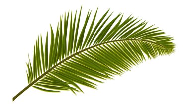Beyaz üzerinde yeşil gerçekçi palmiye yaprakları. Kolaj yapmak için palmiye dalı. Vektör illüstrasyonu.