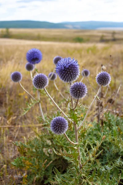 Close Shot Bush Rounded Prickly Blue Flowers Growing Steppe Vertical — Stock Photo, Image