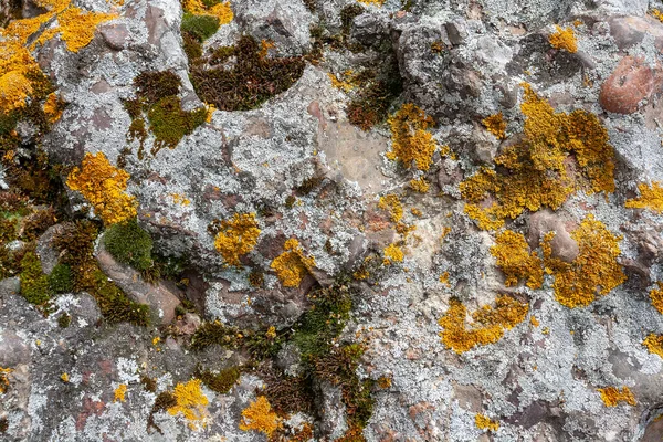 Background Texture Yellow Green Gray Moss Lichen Stones Horizontal Image — Stock Photo, Image
