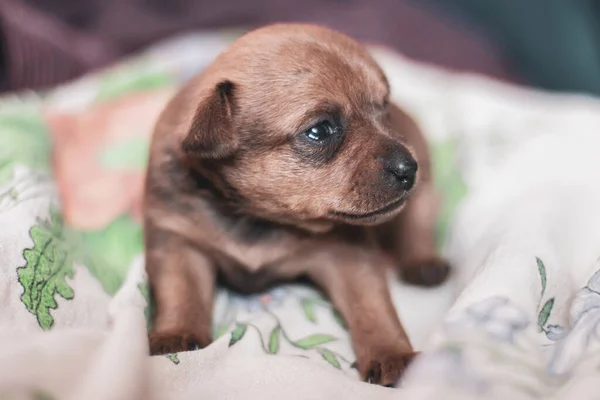 Ein Spielzeug Terrier Welpe Liegt Mit Traurigem Blick Auf Einem — Stockfoto