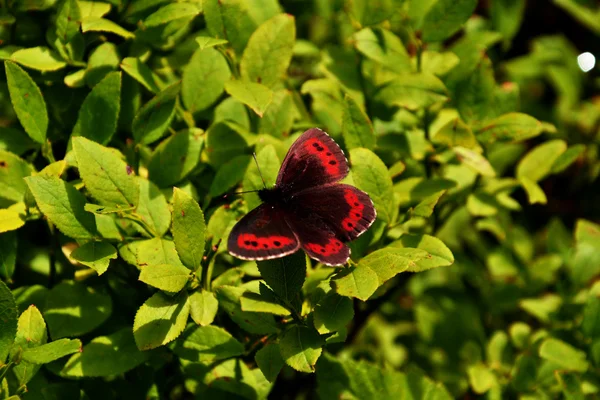 Kelebek