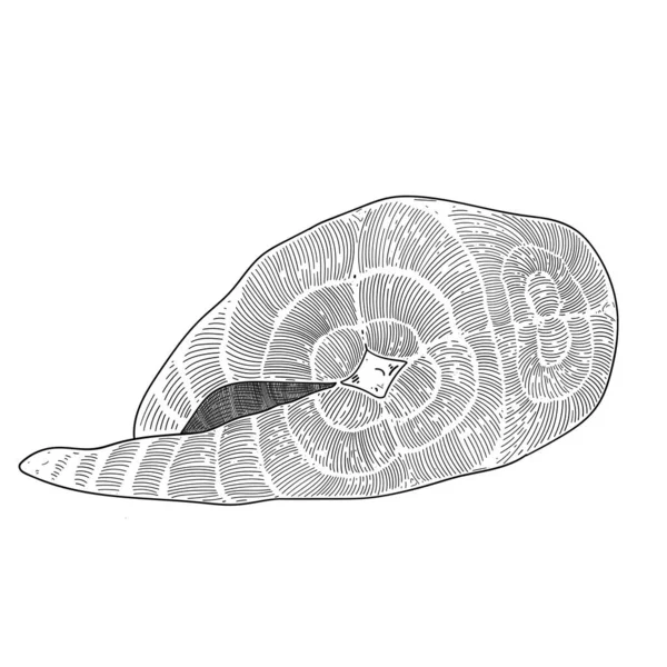 Salmone crudo, illustrazione dell'inchiostro, bistecca di salmone isolata su sfondo bianco, stile di incisione, fetta di carne di pesce, disegno in bianco e nero — Vettoriale Stock