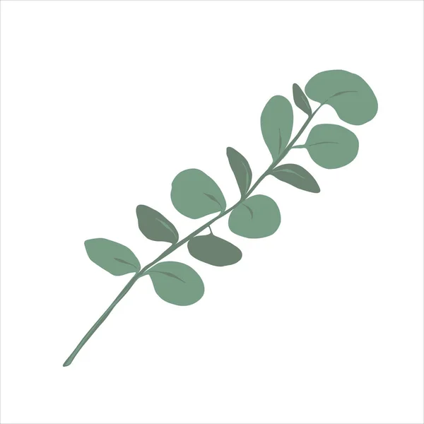 Zelená eukalyptová větev, stříbrný dolar eukalyptus rostlina, dekorativní prvek, ručně kreslený vektor ilustrace izolované — Stockový vektor