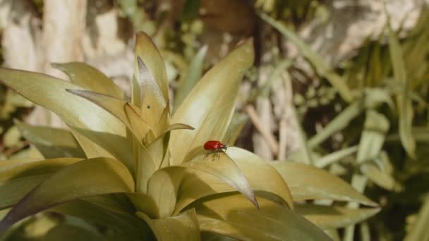 Close Shot Red Bug Sitting Leaf — Stock Video