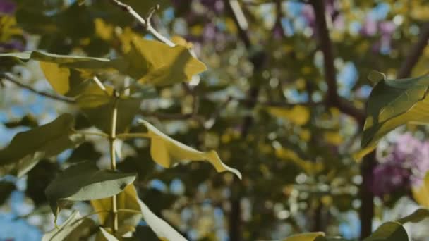 Mouvement Lent Traversant Arbre Lilas — Video