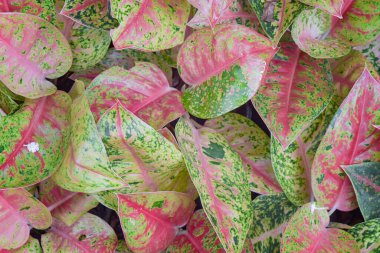 Agonema yapraklarıyla dolu soyut bir renk. Popüler favori süs bitkisi. 