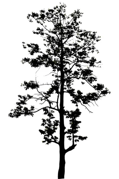 Silhouette Arbre Noir Isolée Sur Blanc — Photo