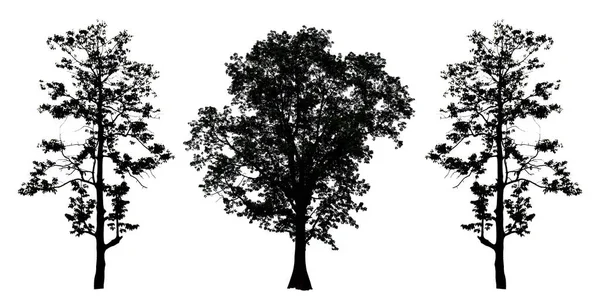 Collection Silhouettes Arbres — Photo