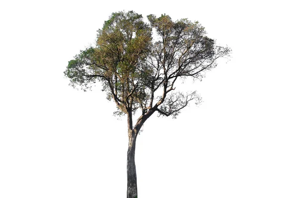 Árvores Isoladas Sobre Fundo Branco Árvores Tropicais Isoladas Usadas Para — Fotografia de Stock