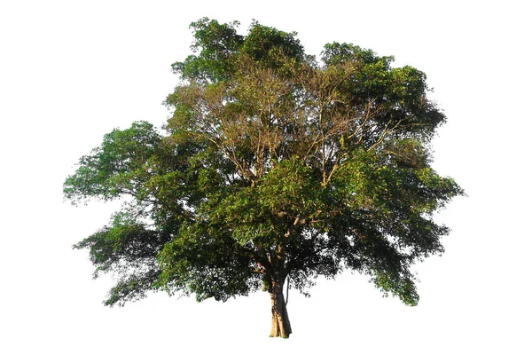 Bomen Geïsoleerd Witte Achtergrond Tropische Bomen Geïsoleerd Gebruikt Voor Het — Stockfoto