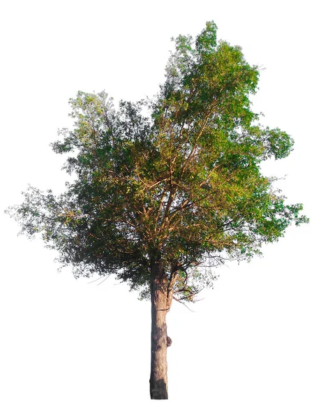 Зеленые Листья Белом Фоне Обрезание Пути — стоковое фото