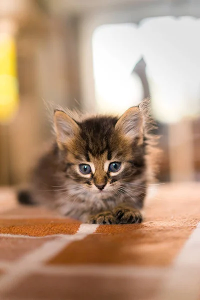 Kotek Kotek Zabawny Mały Kotek — Zdjęcie stockowe
