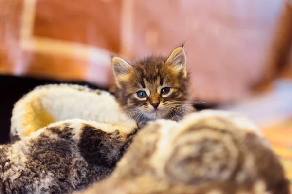 Кет Кіттен Грати Невелике Кошеня — стокове фото