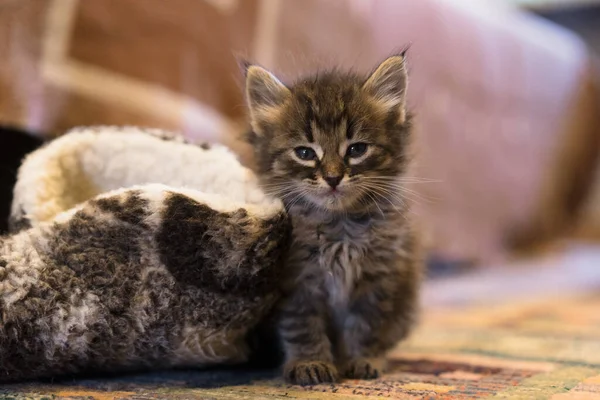 Baby Cat Kitten Lekfull Liten Kisse — Stockfoto