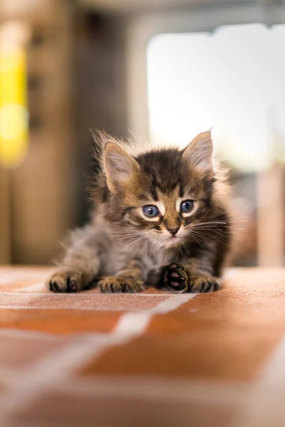 Fotos De Chat Mignon De Stock Chat Mignon Imagenes Libres De Derechos Depositphotos