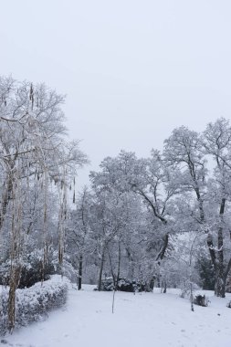 Soğuk bir akşamda çam ağaçları karla kaplıdır. Güzel kış manzarası