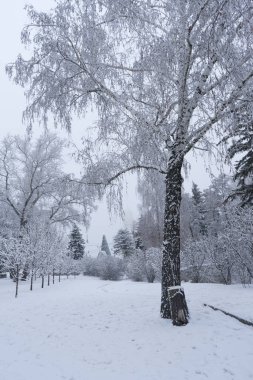 Soğuk bir akşamda çam ağaçları karla kaplıdır. Güzel kış manzarası