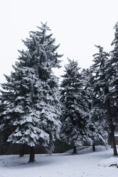 소나무는 서리가 내리는 저녁에 눈으로 덮인다 아름다운 — 스톡 사진