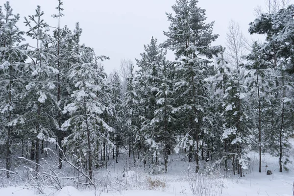 Pine Trees Covered Snow Frosty Evening Beautiful Winter Panorama — Stock Photo, Image