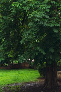 Yağmur Sonrası Klasik Park. Bahar parkındaki patika. Yağmurdan sonra.