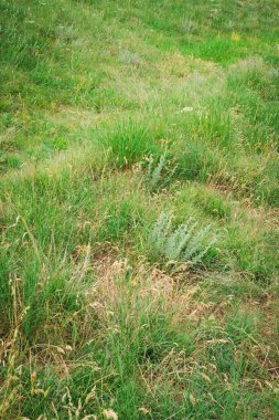 Güzel bir bahar çayırı. Güneşli açık gökyüzü, dağlarda güneş ışığı....