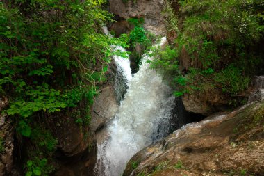 İlkbaharda Ormandaki Dağ Deresi.
