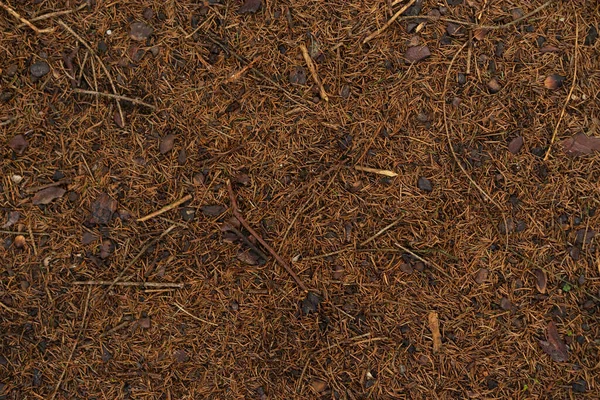 Yerde yatan çam tümsekleri ve iğneler