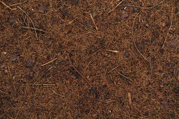 Pine bumps and needles lying on the ground