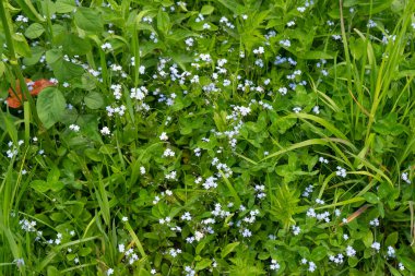 Gün batımında dağlarda yabani çiçekler.