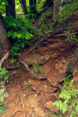 Yazın yüksek dağları olan manzara