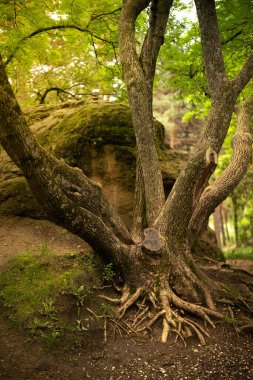 Orman ağaçlarının arasındaki patika, doğa yeşil odun
