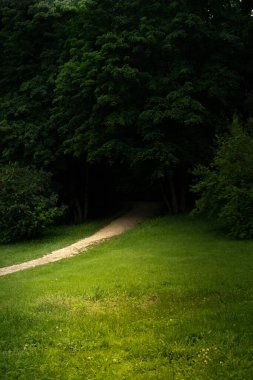 Orman ağaçlarının arasındaki patika, doğa yeşil odun