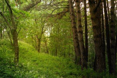 Orman ağaçlarının arasındaki patika, doğa yeşil odun