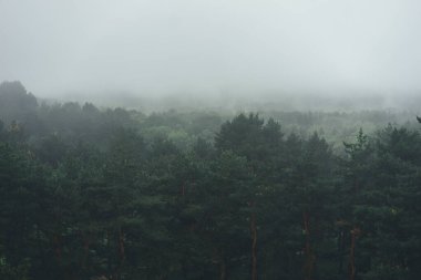 Orman ağaçlarının arasındaki patika, doğa yeşil odun