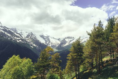 Orman ağaçlarının arasındaki patika, doğa yeşil odun