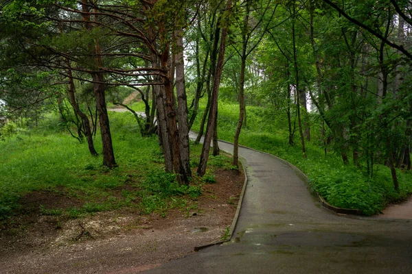 Camino Través Los Árboles Del Bosque Bosque Verde Naturaleza —  Fotos de Stock