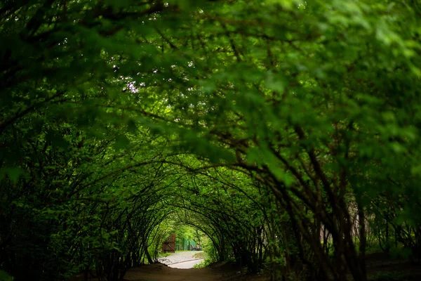 Шлях Через Лісові Дерева Природа Зелене Дерево — стокове фото