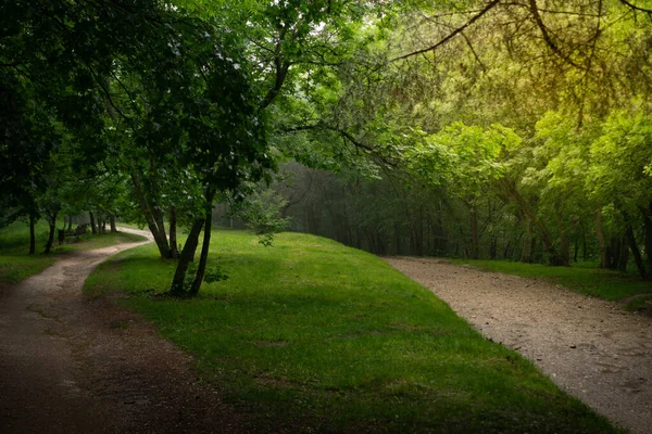 Orman ağaçlarının arasındaki patika, doğa yeşil odun