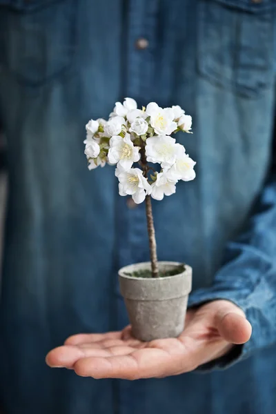 Cerezo miniatura — Foto de Stock