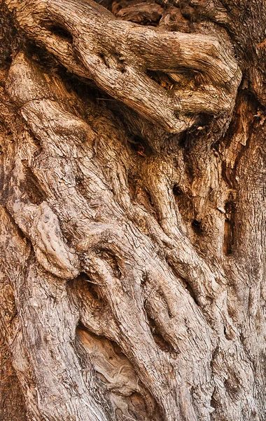 Olive tree bark — Stock Photo, Image