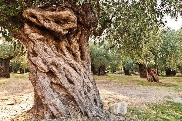 In the olive orchard