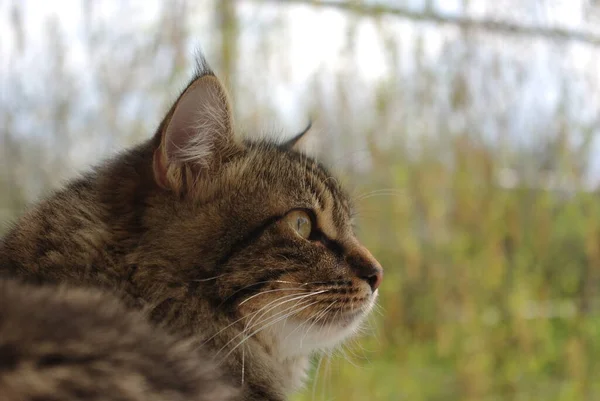 Chewbacca Adında Bir Melez Kedi — Stok fotoğraf