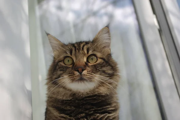 Gato Mestizo Llamado Chewbacca — Foto de Stock