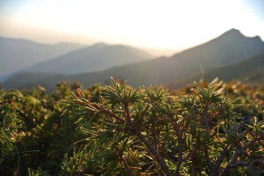 Kuzey Kafkasya 'nın dağlarında gezinti. Aibga sırtı