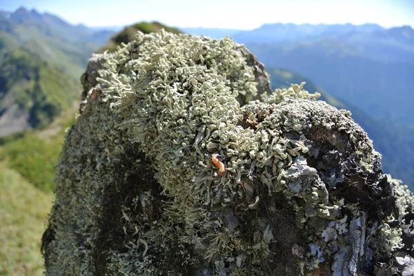 Trekking Las Montañas Del Cáucaso Norte Cordillera Aibga — Foto de Stock