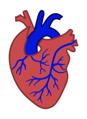 Şeffaf arkaplanda insan kalp simgesi çizimi