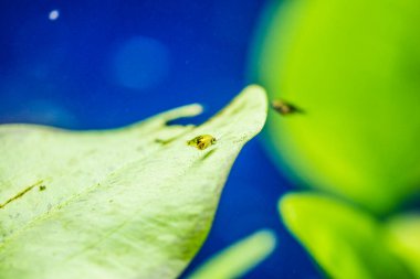 Tatlı su akvaryum balığı, Amazon Nehri 'nden Genç Melek Balığı, Pterophyllum scallare (altum)