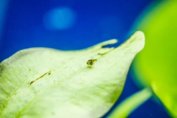 Aquário Água Doce Peixes Young Angelfish Rio Amazonas Pterophyllum Scallare — Fotografia de Stock