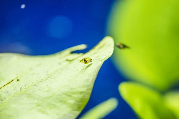 Пресноводные Аквариумные Рыбы Молодые Ангелы Реки Амазонки Pterophyllum Scallare Altum — стоковое фото