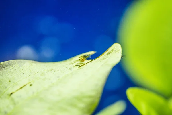 Aquário Água Doce Peixes Young Angelfish Rio Amazonas Pterophyllum Scallare — Fotografia de Stock